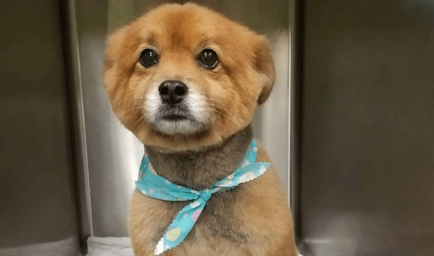 GROOMING PACKAGES